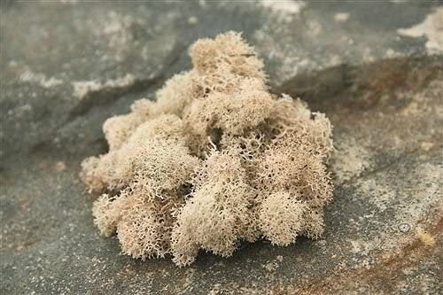 Preserved reindeer moss natural color, wall moss tool, wall decoration