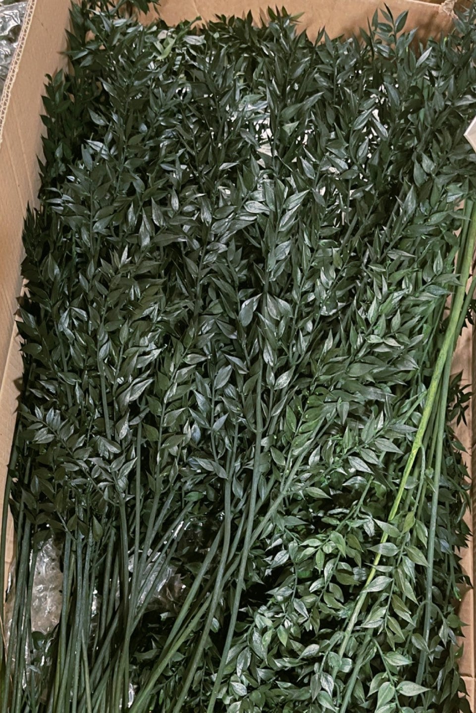 Ruscus Dark green Preserved - Wholesale per kg - wedding decoration - foliage