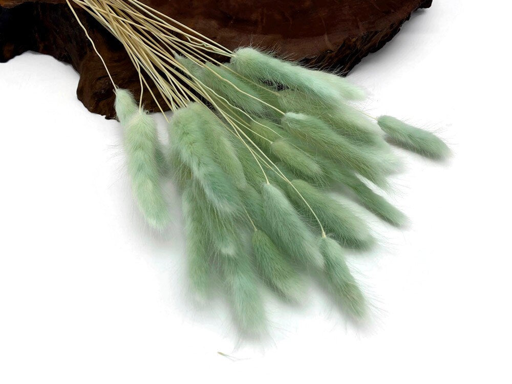 Lagurus, hair tail , queue de lapin, mini pampa blue mint dyed color