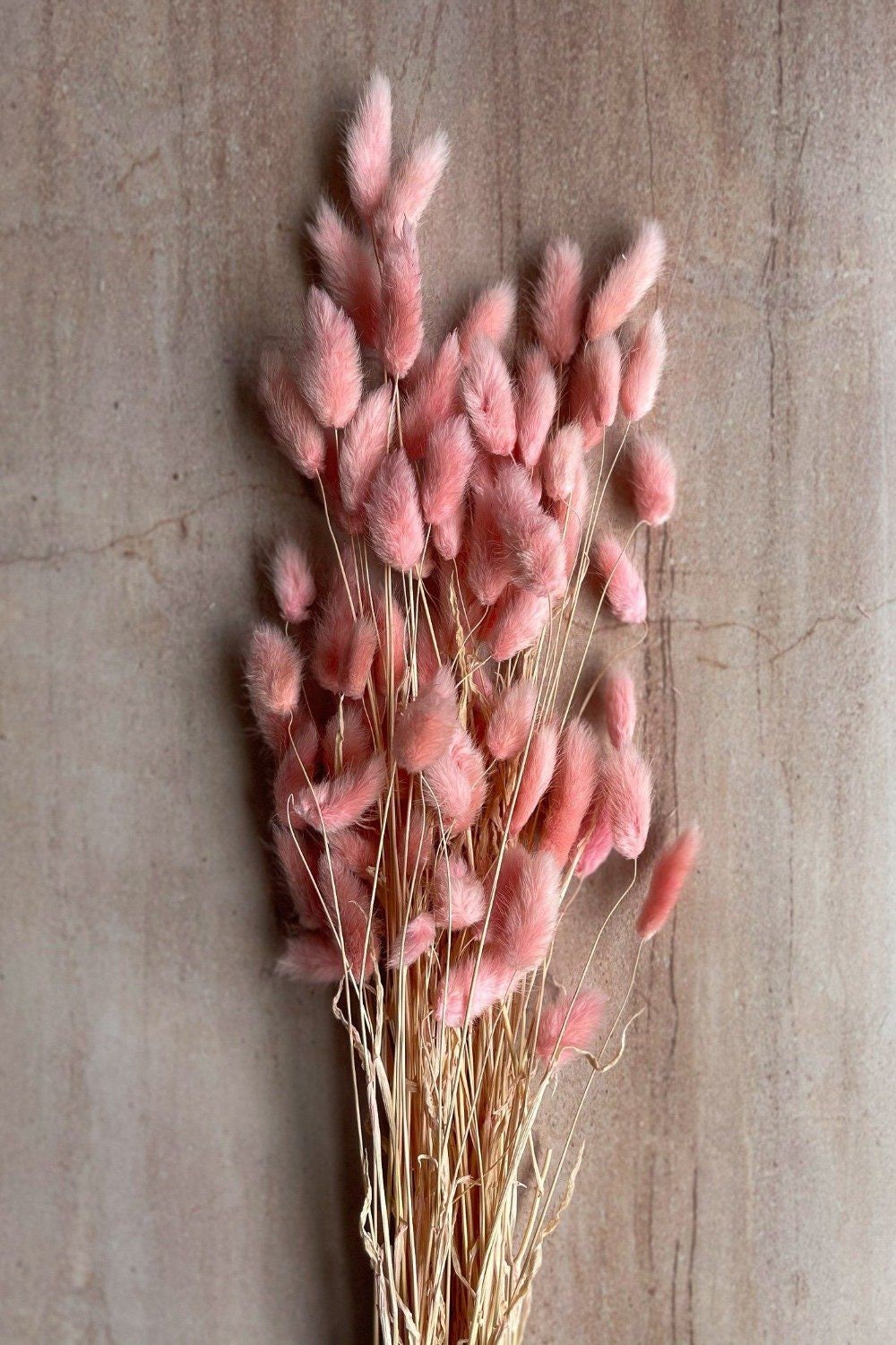 Lagurus, hair tail , queue de lapin, bunny tail, mini pampa Rose antique, rose vintage