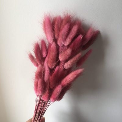 Lagurus, hair tail , queue de lapin, bunny tail, mini pampa Rose antique, rose vintage