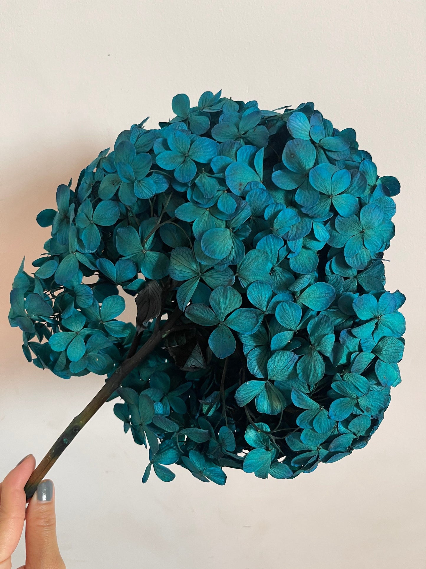 Big petal Peacock dark blue preserved hydrangea, DIY bijoux, Hortensia, Resin, handcraft, home decoration