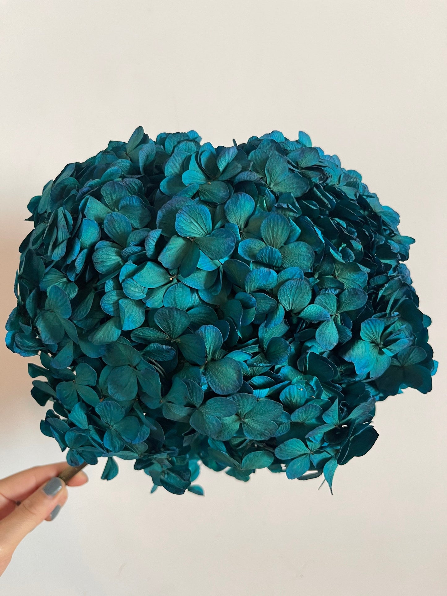 Big petal Peacock dark blue preserved hydrangea, DIY bijoux, Hortensia, Resin, handcraft, home decoration