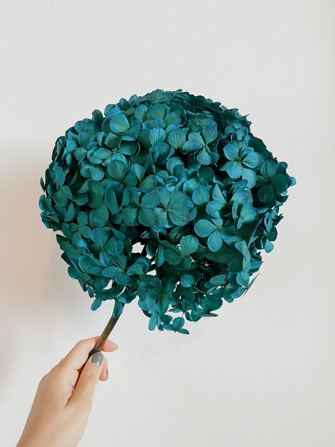 Big petal Peacock dark blue preserved hydrangea, DIY bijoux, Hortensia, Resin, handcraft, home decoration