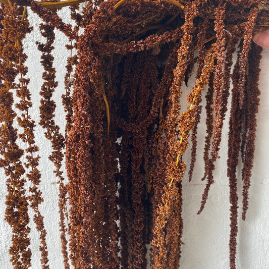 Hanging Amaranthus dark brown - 6 -7 stems/ Preserved Wedding flower decor Living walls