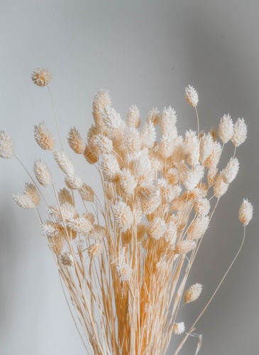 Phalaris bleached bunch, canary grass, 100g