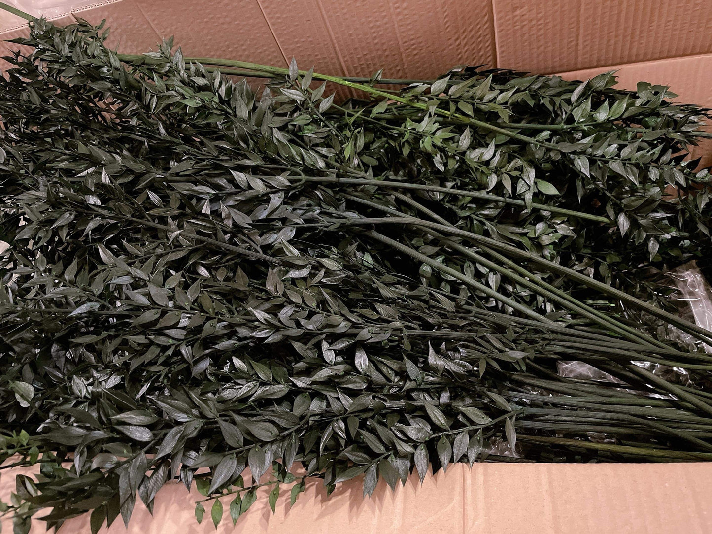 Ruscus Dark green Preserved - Wholesale per kg - wedding decoration - foliage