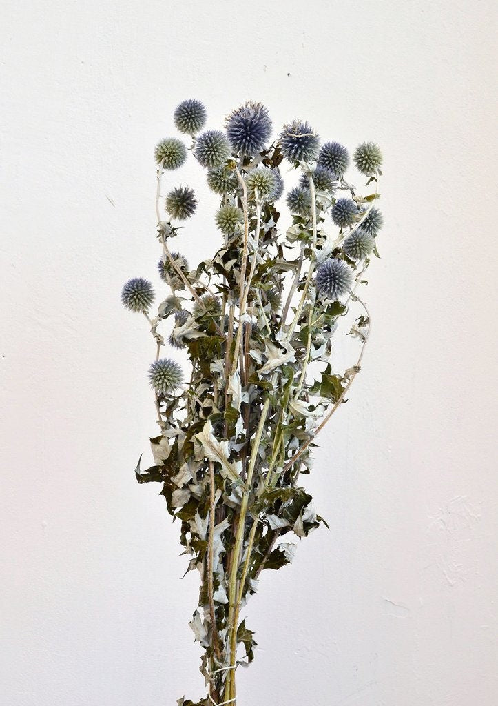 Blue thistle echinop natural color, dried eryngium, dongly flower, thistle natural 120G-140g