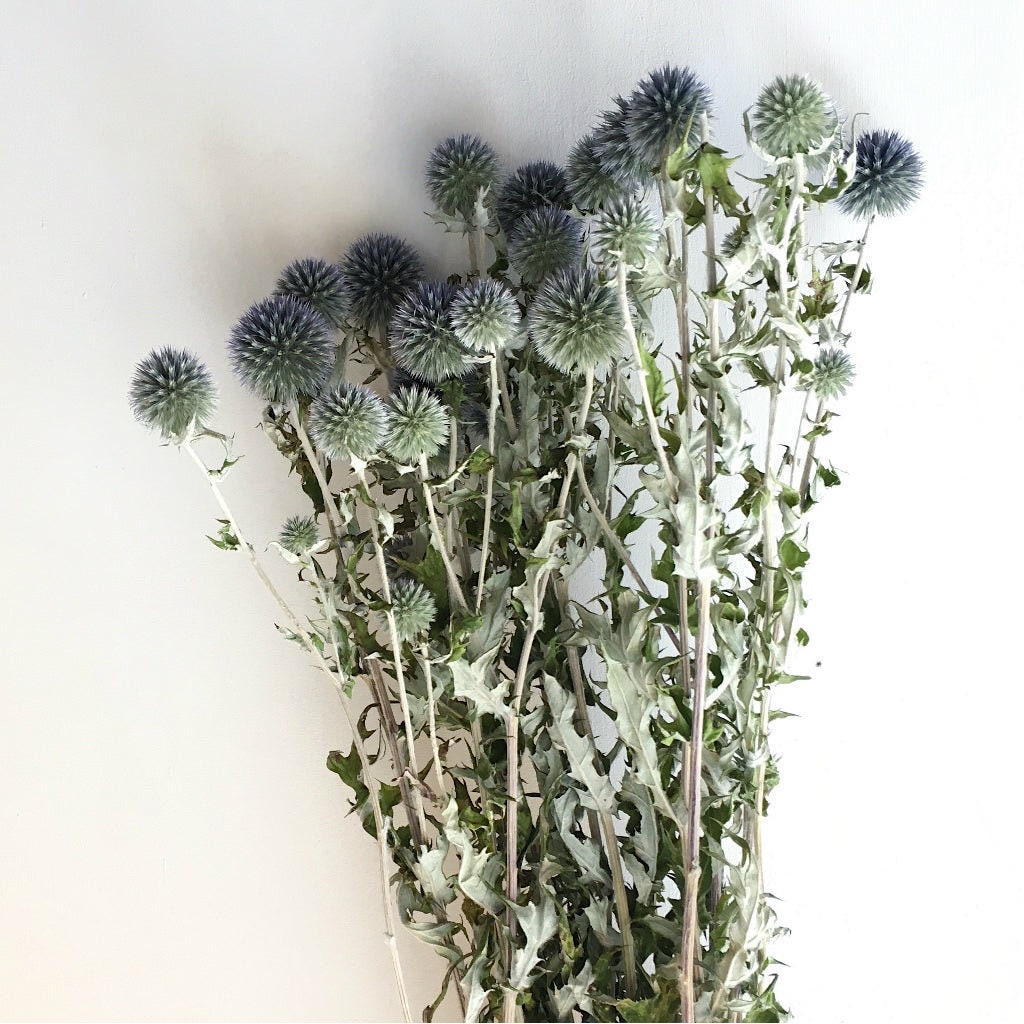 Blue thistle echinop natural color, dried eryngium, dongly flower, thistle natural 120G-140g