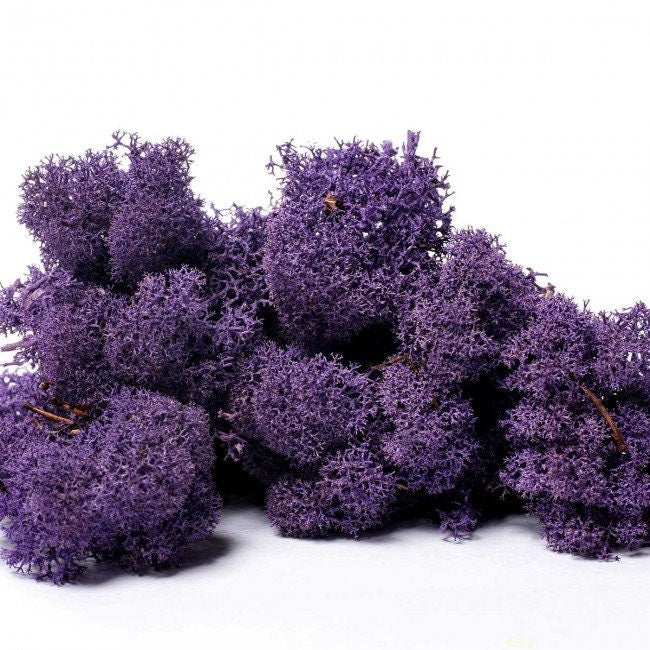 Reindeer Moss Violet, preserved moss, wall decoration