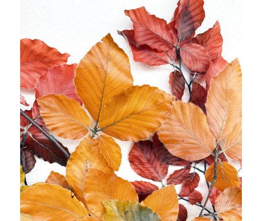 Preserved beech leave autumn yellow red gradient, feuille de hêtre stabilisé, hanging decoration, wall interior decoration 110-130g/bunch