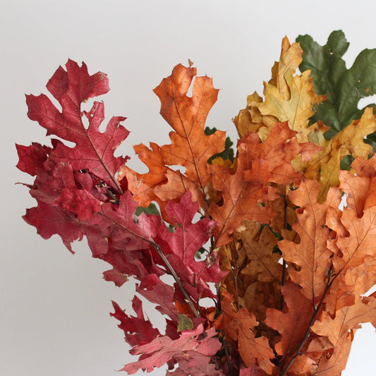 Oak leave preserved fall autumn, Chêne stabilisé, preserved foliage wall decoration DYI wreath tool, 120-140g/bunch