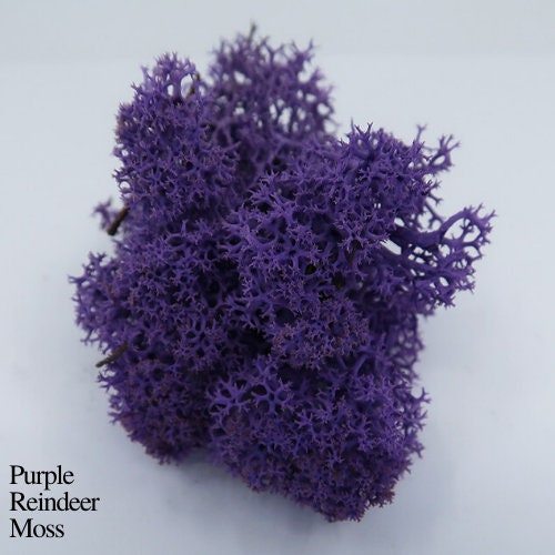 Reindeer Moss Violet, preserved moss, wall decoration