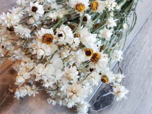 Dried ammonium white creamy bunch, chrysanthemum, flower white bunch, immortelle 3oz bunch, rustic decoration
