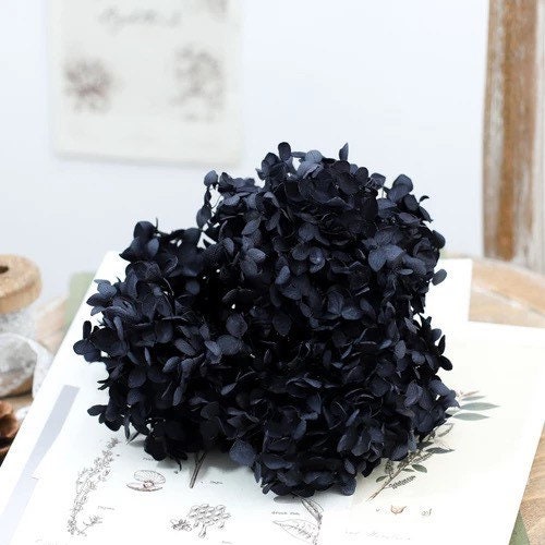 Preserved hydrangea dark black gradient d20-22cm, hortensia, indoor decoration