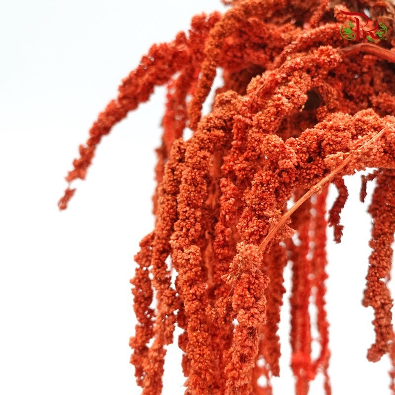 Hanging amaranthus burnt orange, preserved, hanging plant, wall decor