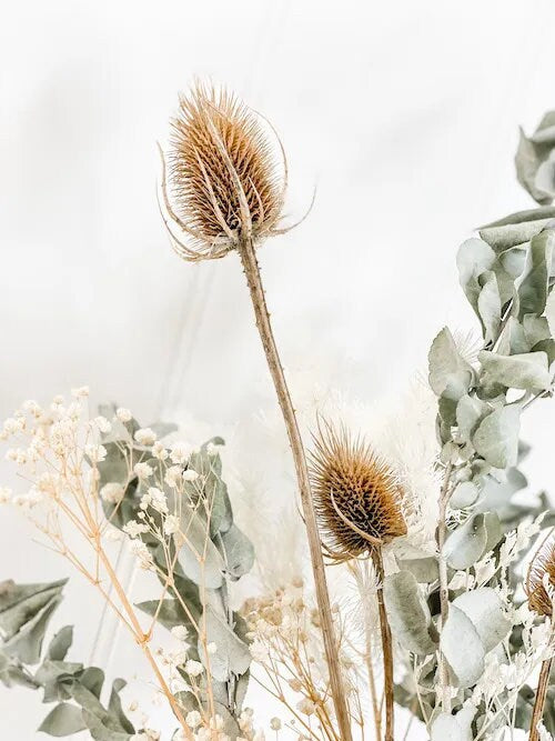 BRUT rustic bunch, eucalyptus mix australien banksia, interior decoration DYI