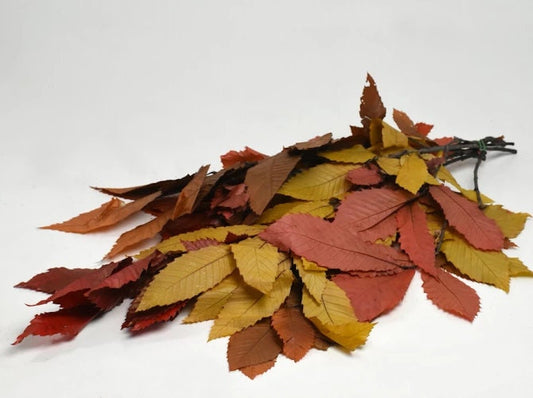 Preserved chestnut autumn yellow red gradient, feuille de châtaign stabilisé, greenery, preserved foliage 110-130g/bunch