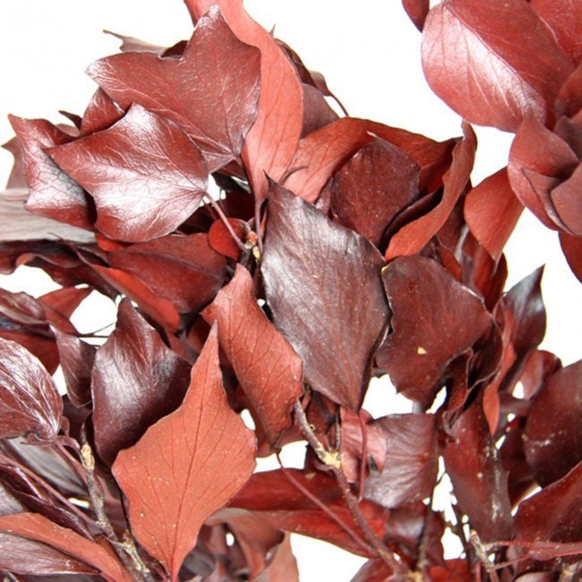 Preserved Ivy red, hanging decoration, wall interior decoration 40-50cm 100-120g/bunch