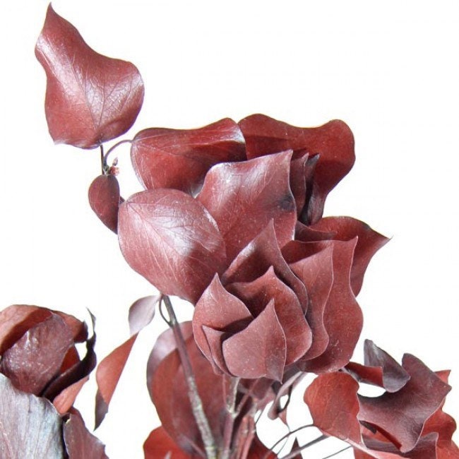 Preserved Ivy red, hanging decoration, wall interior decoration 40-50cm 100-120g/bunch