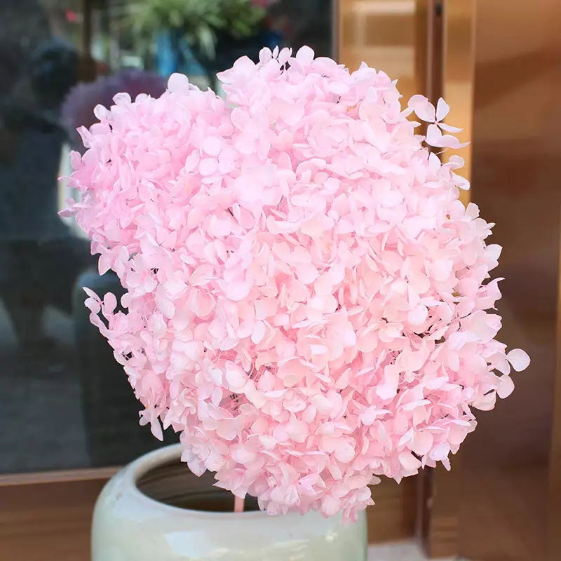 Preserved hydrangea light link, sakura pink gradient D20-22cm, hortensia rose pale, decoration de mariage