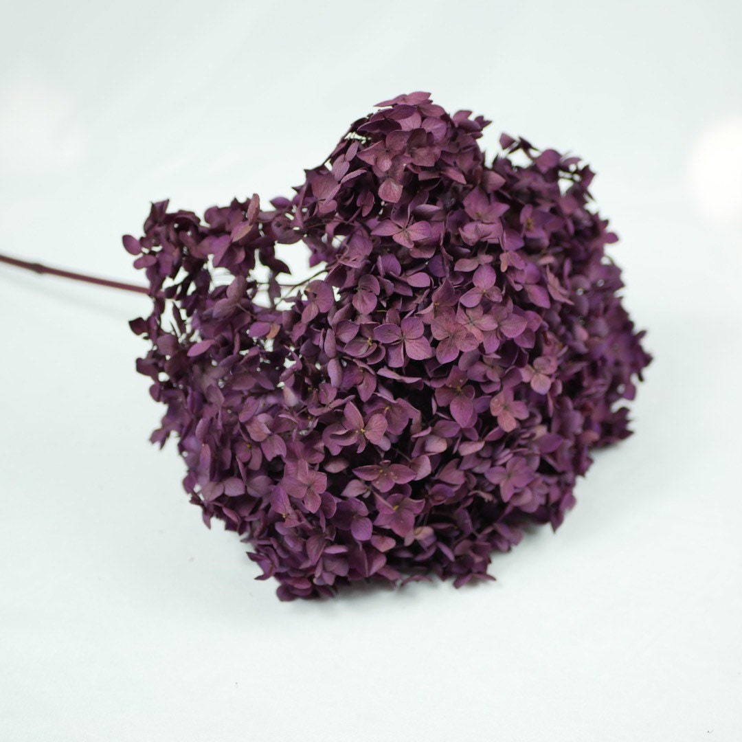 Preserved Hydrangea big size 20-23cm dark violet gradient color, DIY, Resin