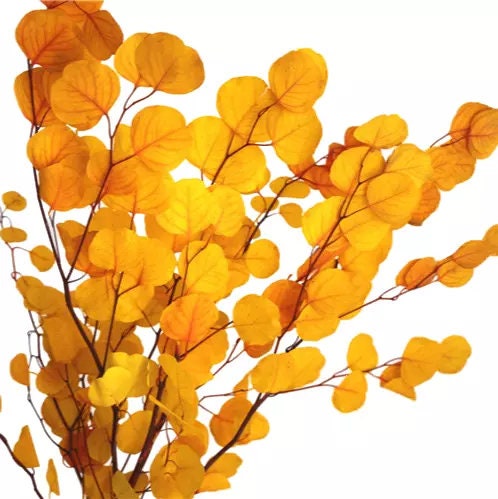 Preserved Eucalytus populus autumne gradient yellow mix orange color 100-120g/bunch, preserved leaf, preserved foliage