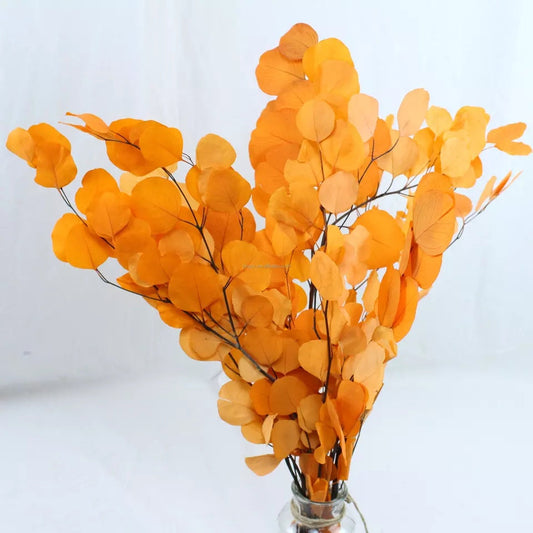 Preserved Eucalytus populus autumne gradient orange color 100-120g/bunch, preserved leaf, preserved foliage