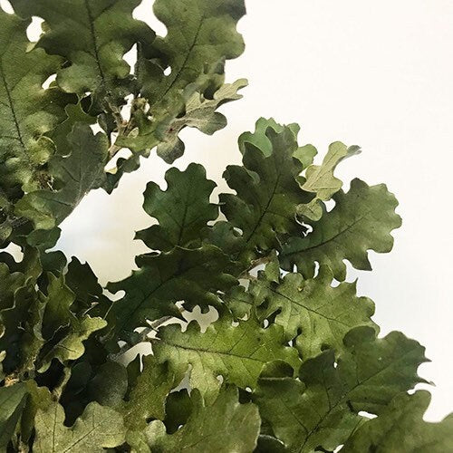 Preserved Oak leave green, Chêne stabilisé, preserved foliage wall decoration DYI wreath tool, 120-140g/bunch