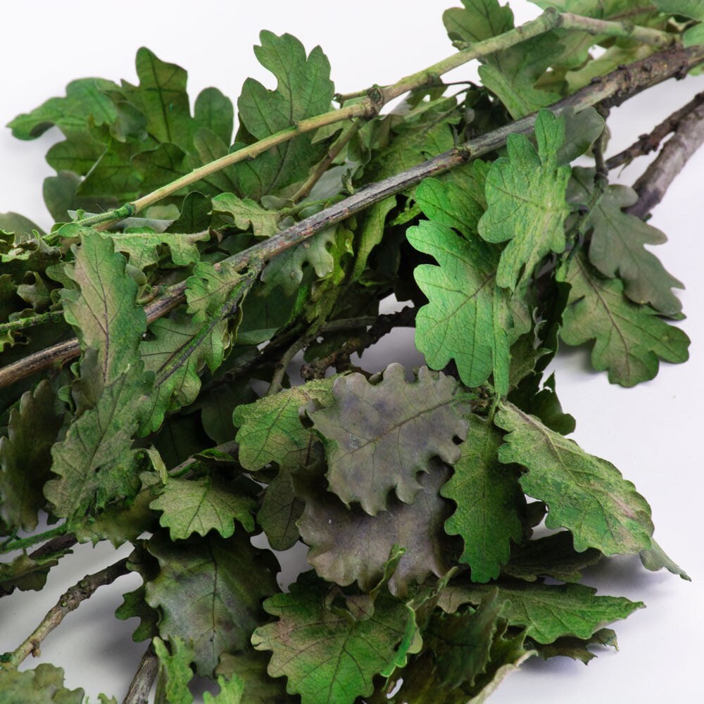 Preserved Oak leave green, Chêne stabilisé, preserved foliage wall decoration DYI wreath tool, 120-140g/bunch