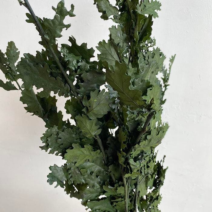 Preserved Oak leave green, Chêne stabilisé, preserved foliage wall decoration DYI wreath tool, 120-140g/bunch