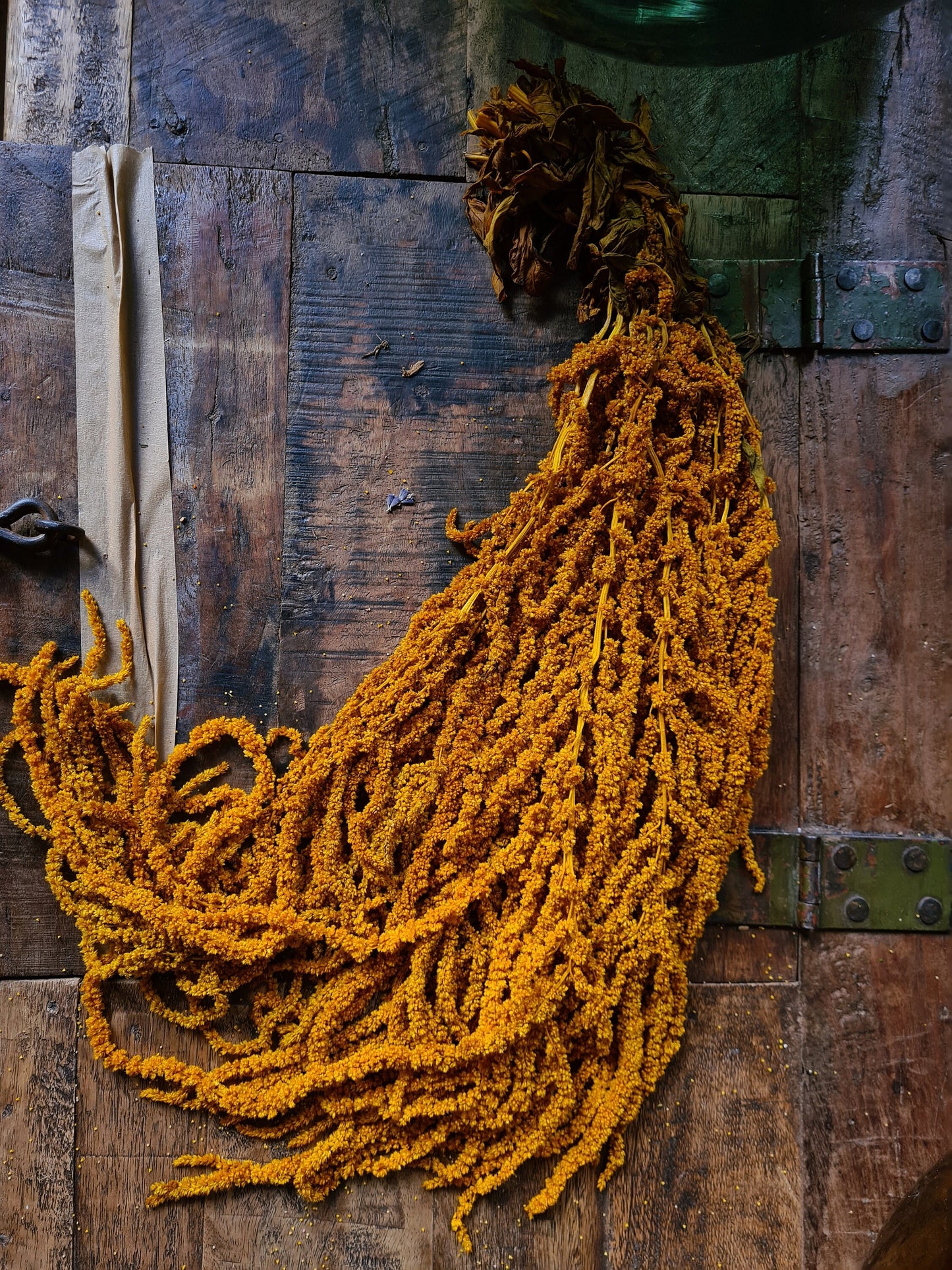 Yellow curry Preserved Hanging amaranthus/6-7 branches/ wall decor, ceiling decoration