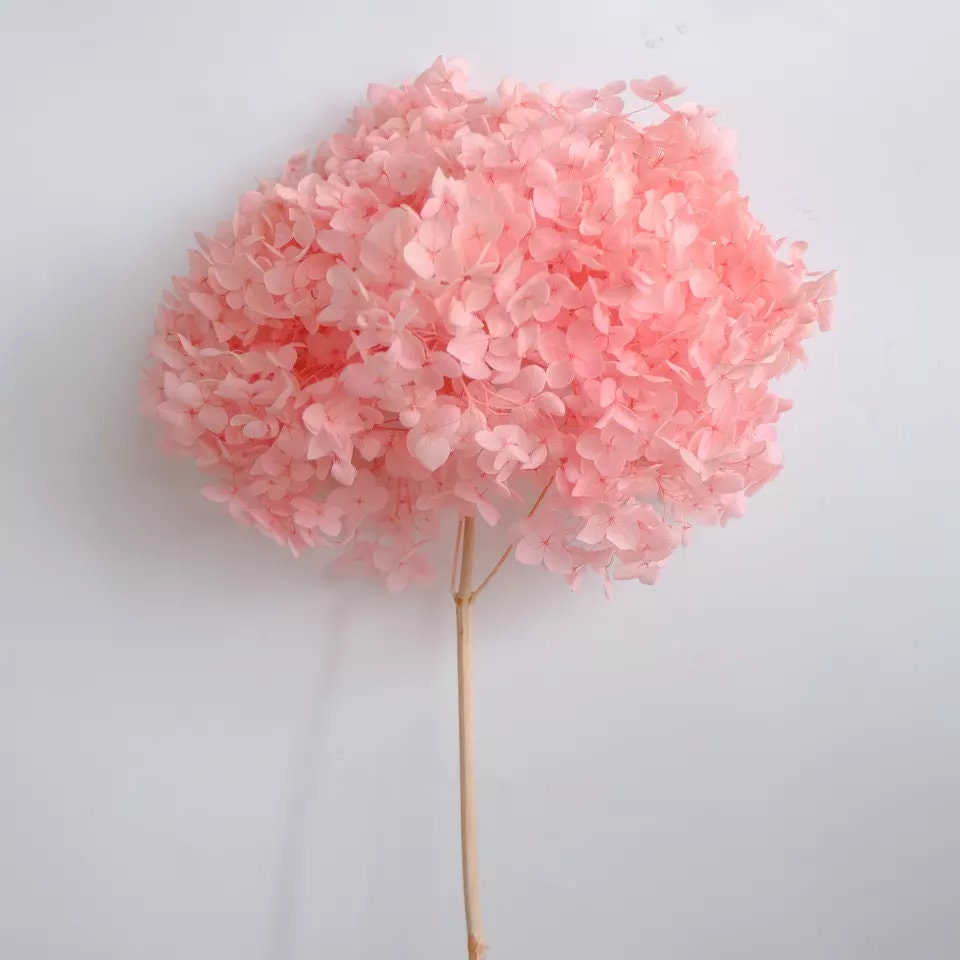 Preserved hydrangea light link, sakura pink gradient D20-22cm, hortensia rose pale, decoration de mariage