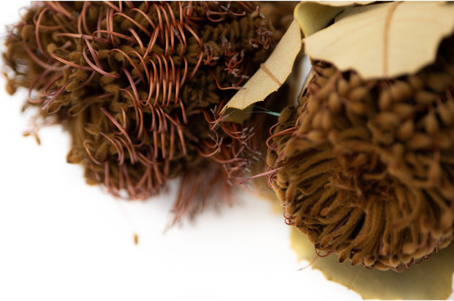 Dried Preserved Natural Australian Banksia - Menzies Plant Head, DIY Dried Wedding Bouquet