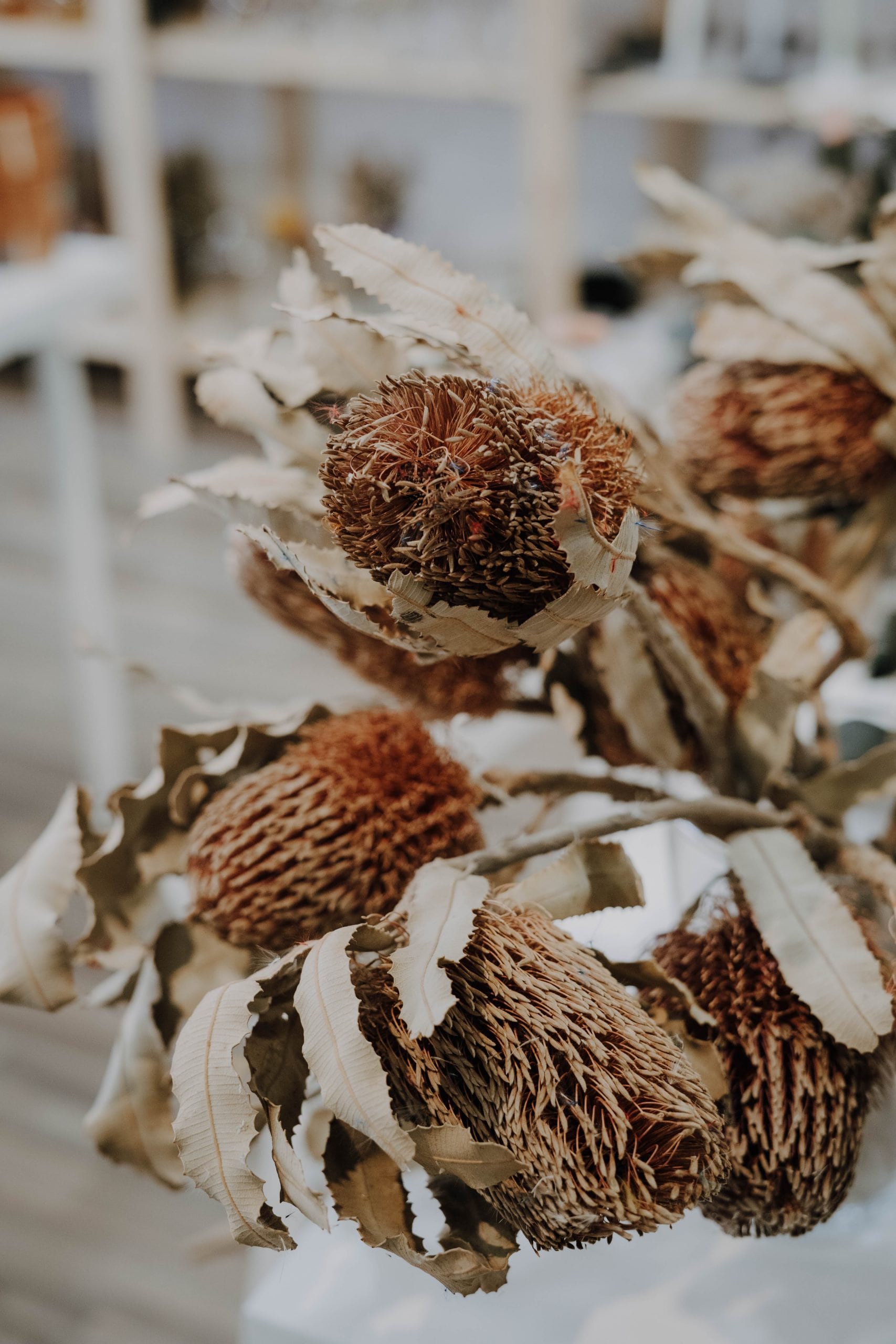 Dried Preserved Natural Australian Banksia - Menzies Plant Head, DIY Dried Wedding Bouquet