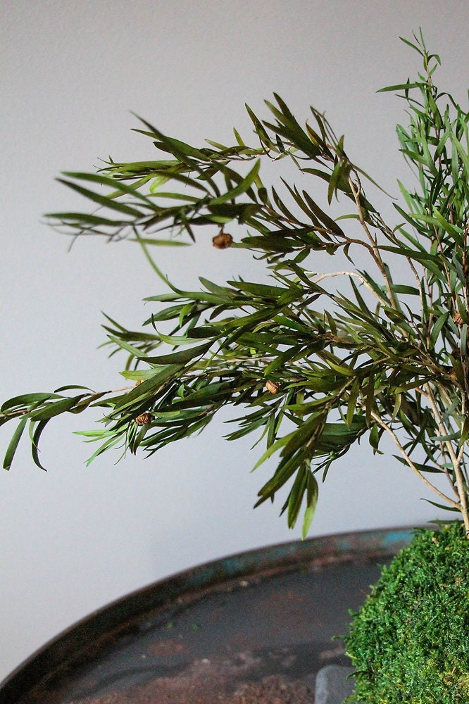 Lepto Longifolia Stabilized, fern preserved, kokedama art, hanging DYI projet