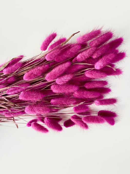 Lagurus pink fuchsia, queue de lapin, bunny tail grass