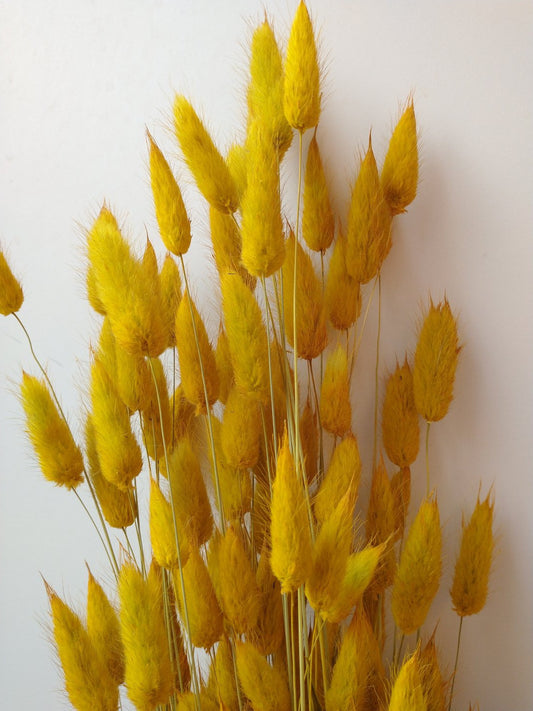 Bouquet queue de lapin jaune, mini pampas, lagurus seche