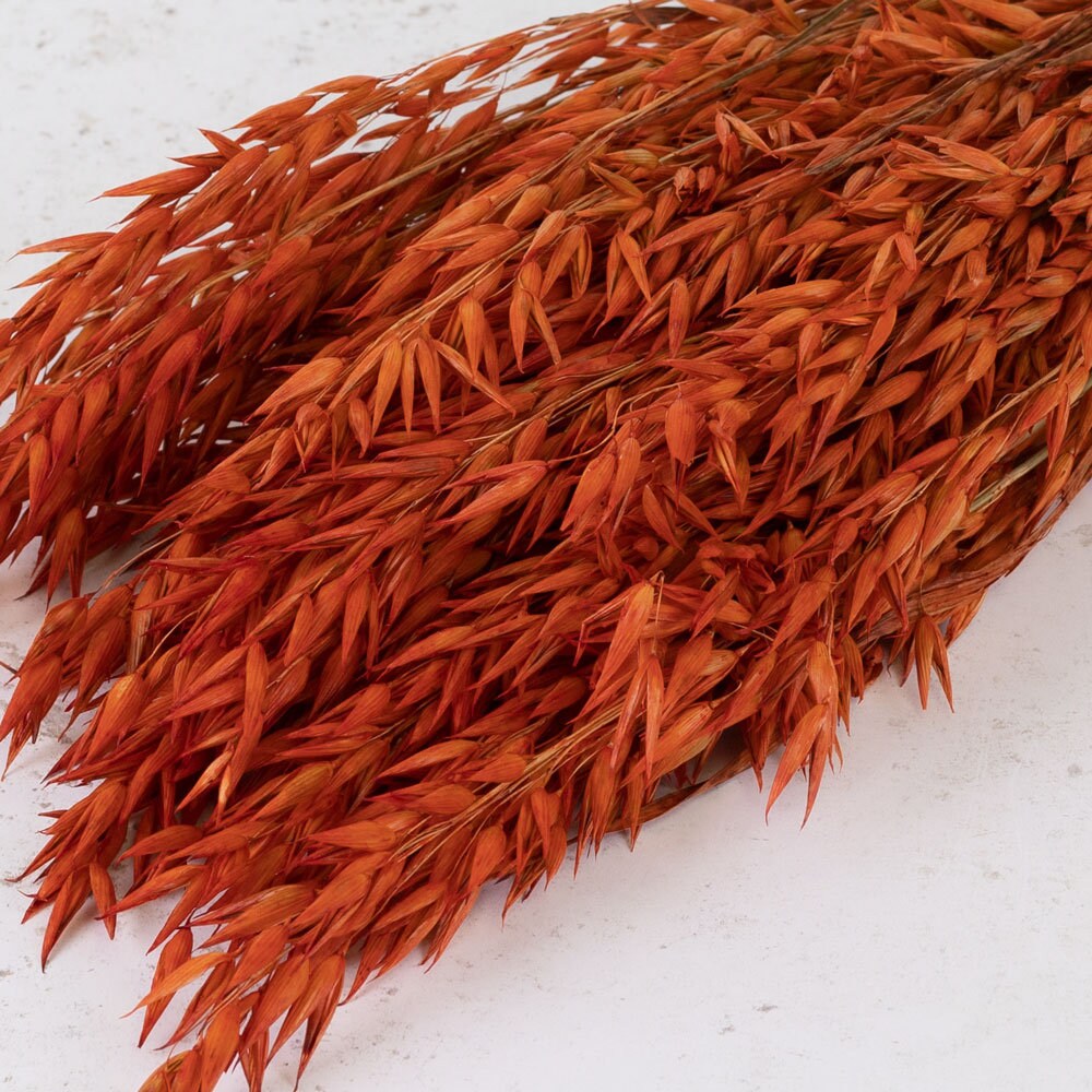 Dried Orange Oats/terracota color - Dried Avena Oats - Dried Flowers Bulk - Dried Flowers home decoration