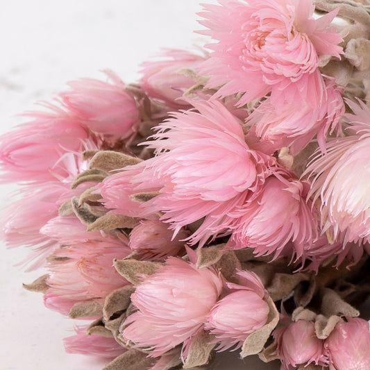 Helichrysum Vestitum capblumen baby pink color, 3oz bunch, rustic decoration