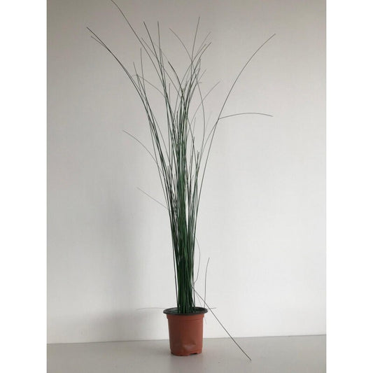 Preserved bear grass 60- 80cm 100cm decoration intérieur