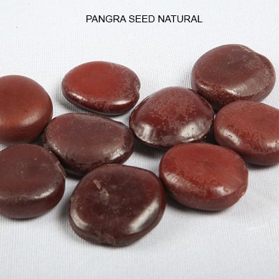 x 6 Large Brown Seed Pangra Beans - Natural Bean - artist bean - Decoration seed