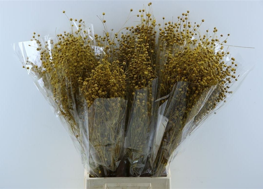 Wholesales: x10 bunches Flax linum, dried linum natural bunch 90-100g