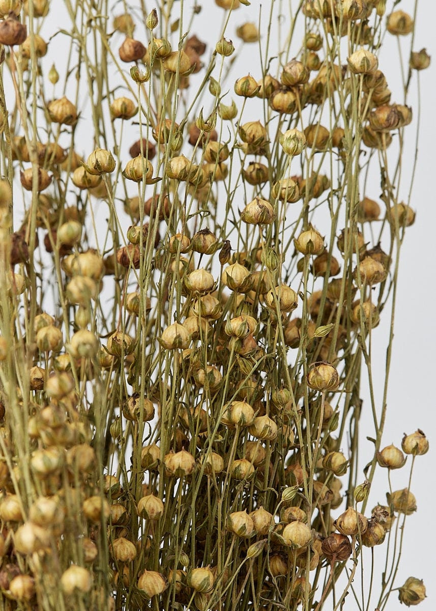 Wholesales: x10 bunches Flax linum, dried linum natural bunch 90-100g