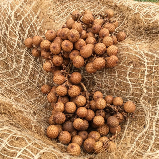 Rattan Grape Bunch/Natural dried floral deco/shooting photo/ exotic Asian decor