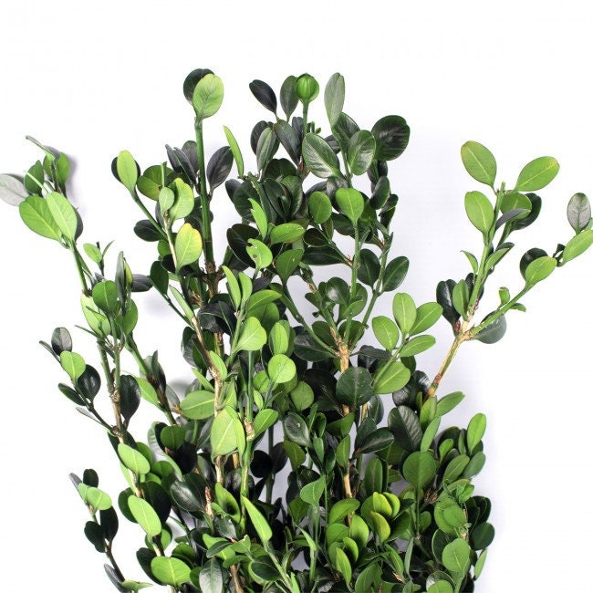 Preserved Buxus green, hanging decoration, wall interior decoration H40cm 60g/bunch