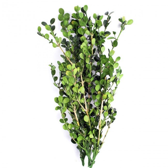 Preserved Buxus green, hanging decoration, wall interior decoration H40cm 60g/bunch