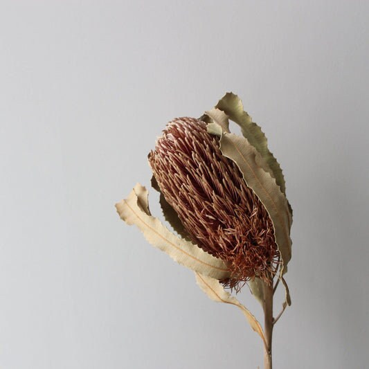 Dried Preserved Natural Australian Banksia - Menzies Plant Head, DIY Dried Wedding Bouquet