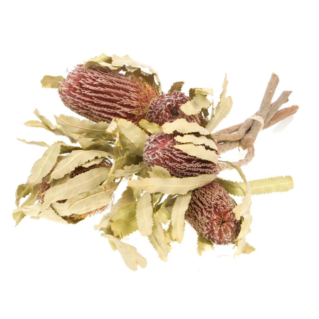 Dried Preserved Natural Australian Banksia - Menzies Plant Head, DIY Dried Wedding Bouquet