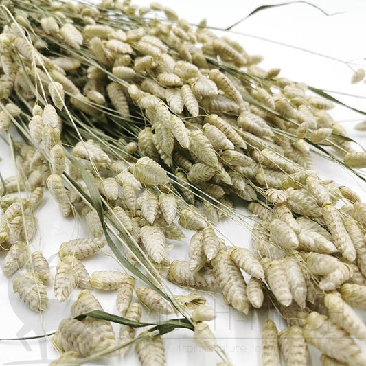 Briza maxima naturel grass, quacking grass 100g/ bunch, home decoration